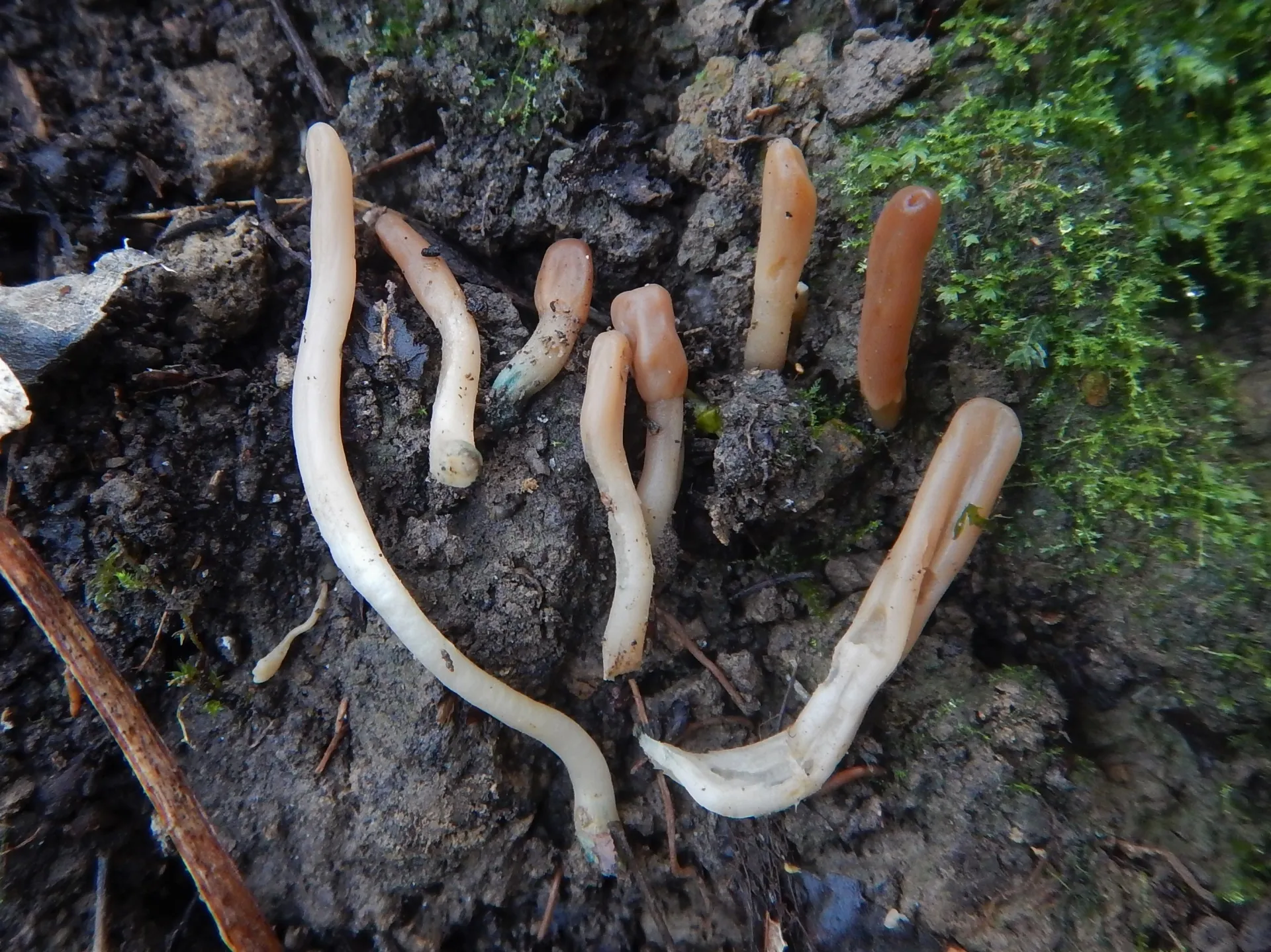 Microglossum cyanobasis, 23-01-12